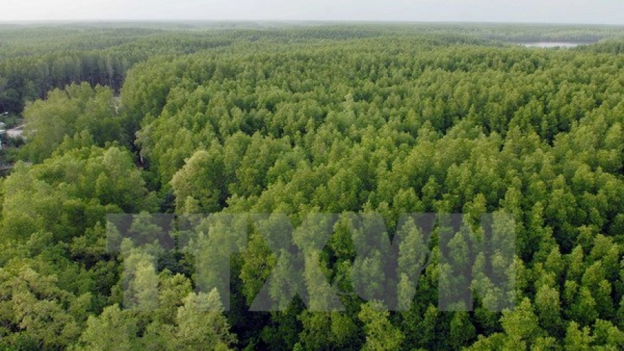 Central Highlands new forest areas fall short of target