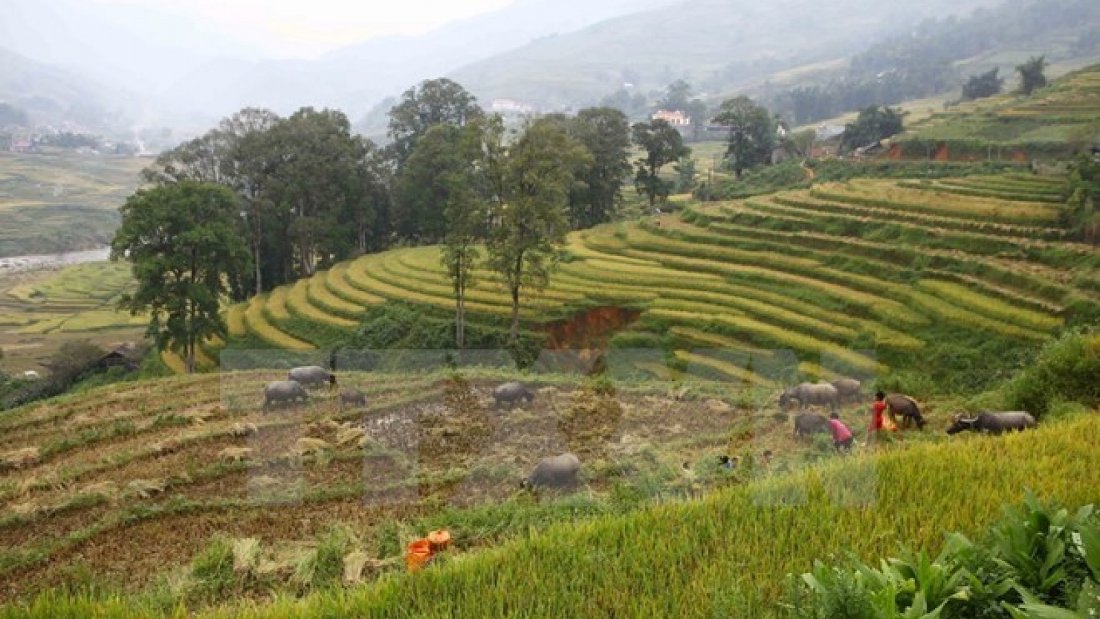 Sa Pa crowded with tourists in New Year’s first days