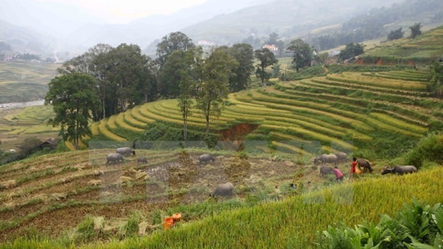 Sa Pa crowded with tourists in New Year’s first days