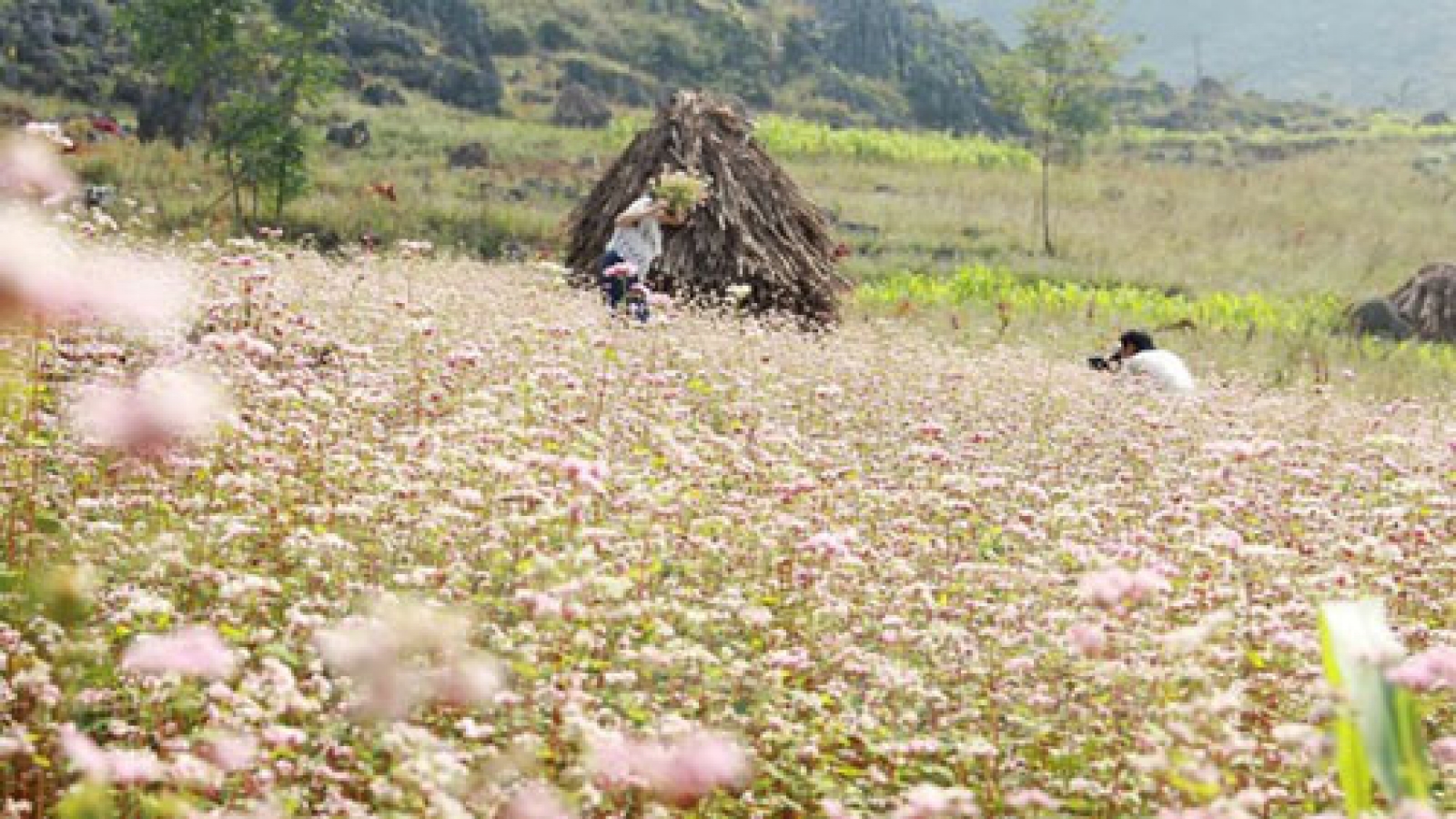 Dong Van Karst Plateau welcomes first foreign tourists in 2016