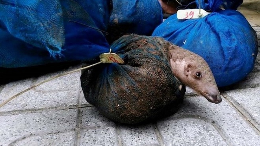 Nearly 340kg of pangolins seized in Thanh Hoa