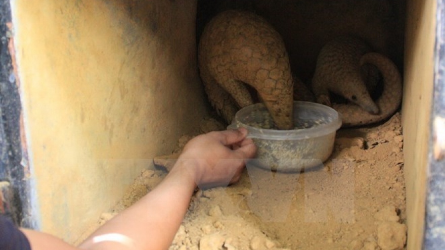 Largest ever pangolin release takes place in Cuc Phuong park