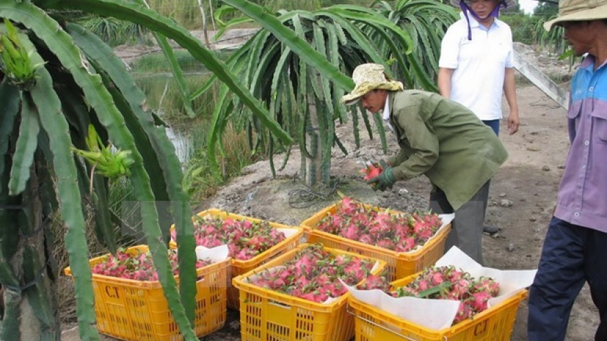 
        Australia considers dragon fruit imports from Vietnam
                              