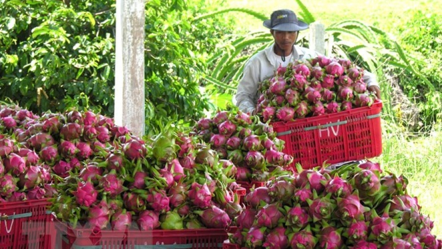 Binh Thuan promotes dragon fruits in India