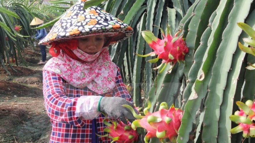 Dragon fruit farmers supported with energy-saving lights