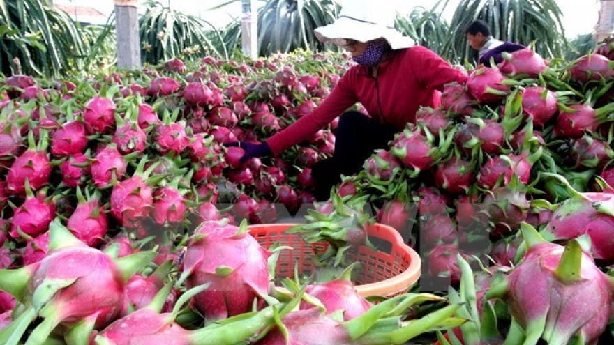 Dragon fruit exports to enjoy robust growth