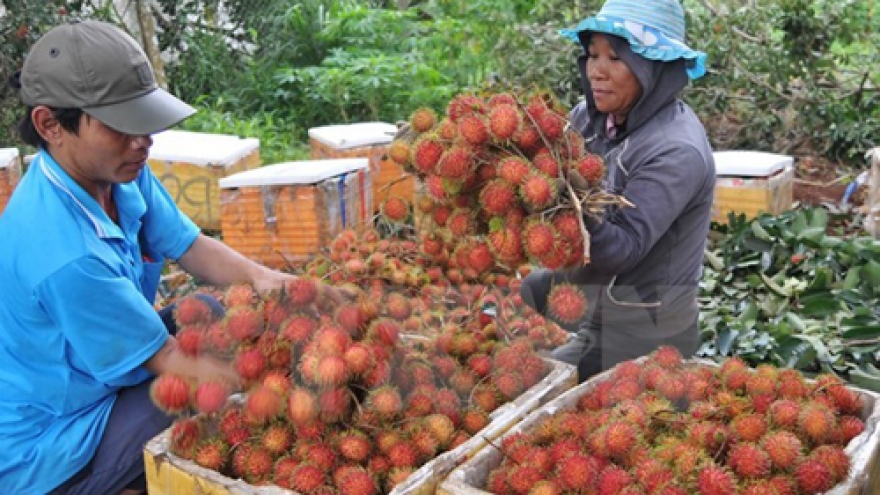 
        Dong Nai’s dried rambutan reaches French market
                              