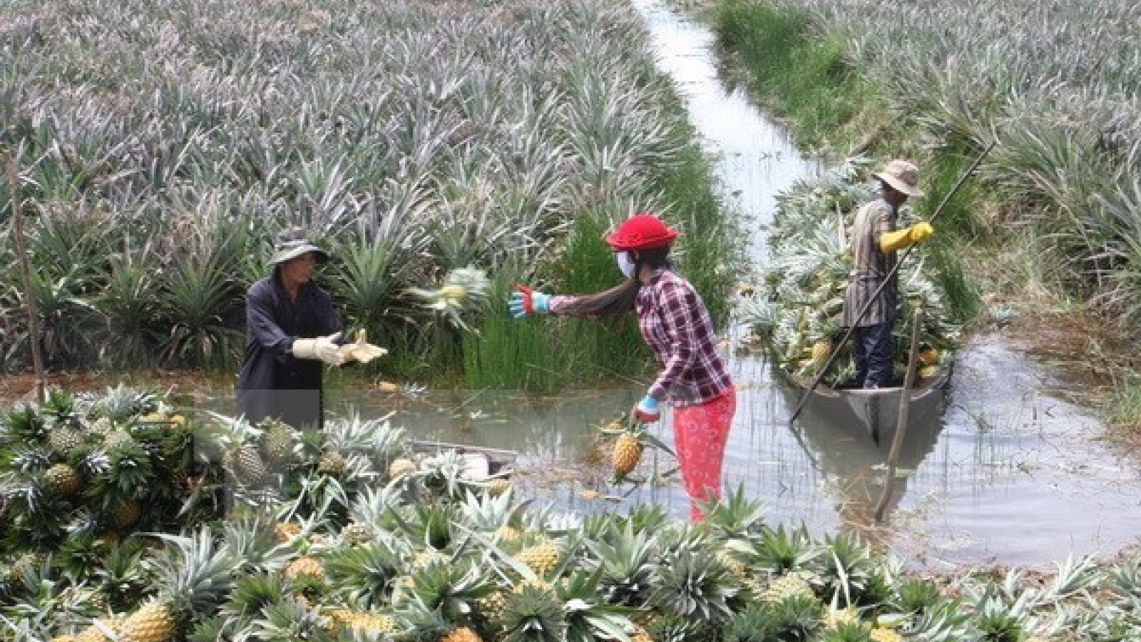 Forum promotes fruit production-consumption link in Mekong Delta