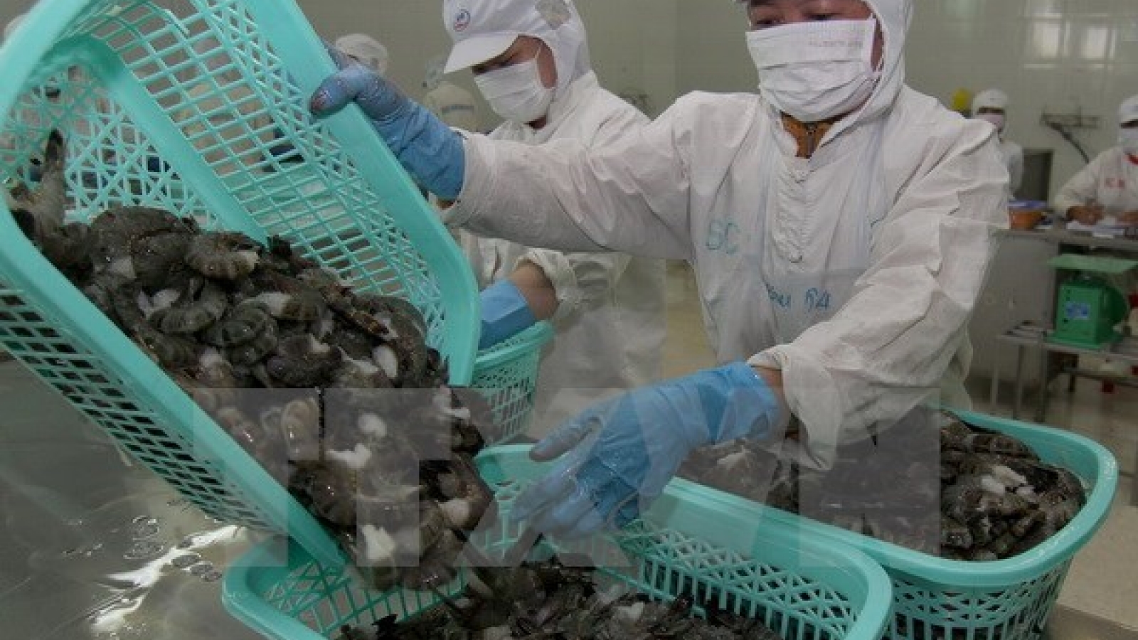 Vietnam urges Australia to remove ban on uncooked shrimp