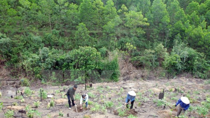 
        Dak Lak works to reclaim illegally occupied forest land
                              