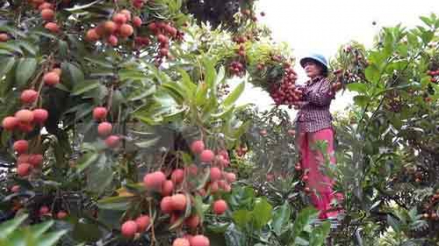 Bac Giang exports over 32,200 tonnes of lychee so far