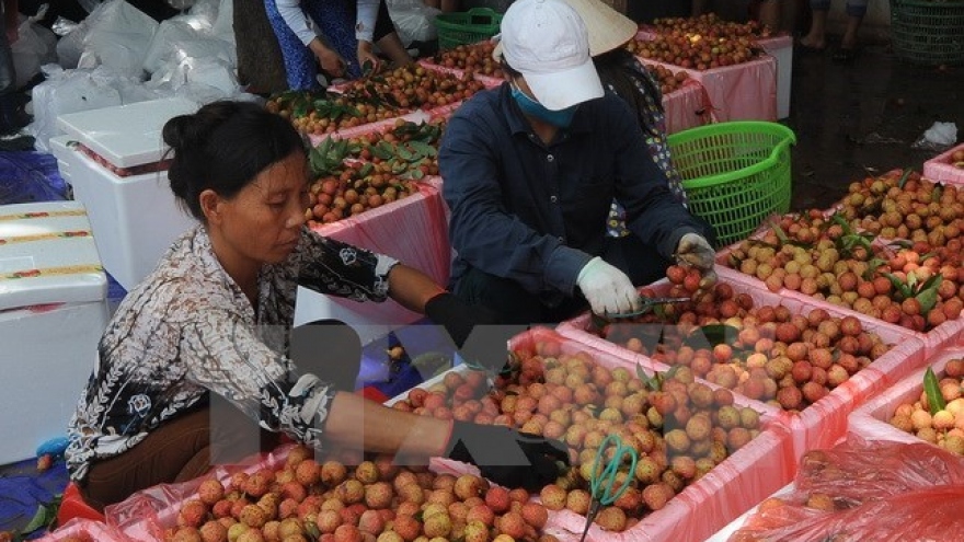 Australia recognises Vietnamese lychee irradiation centre