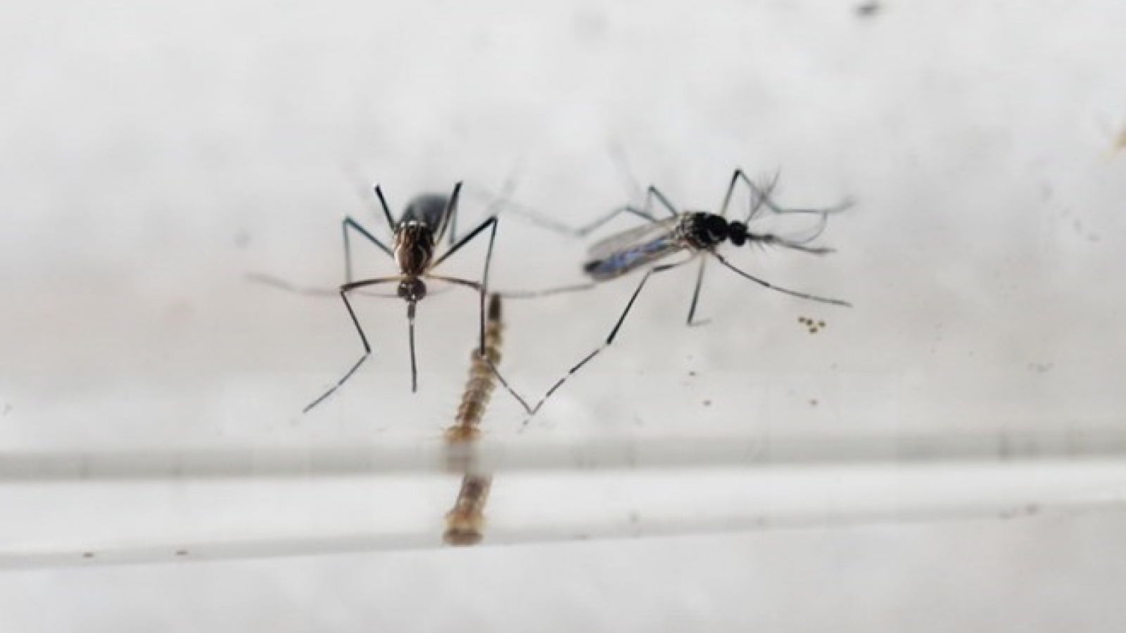 Vietnam readies to tackle Zika virus