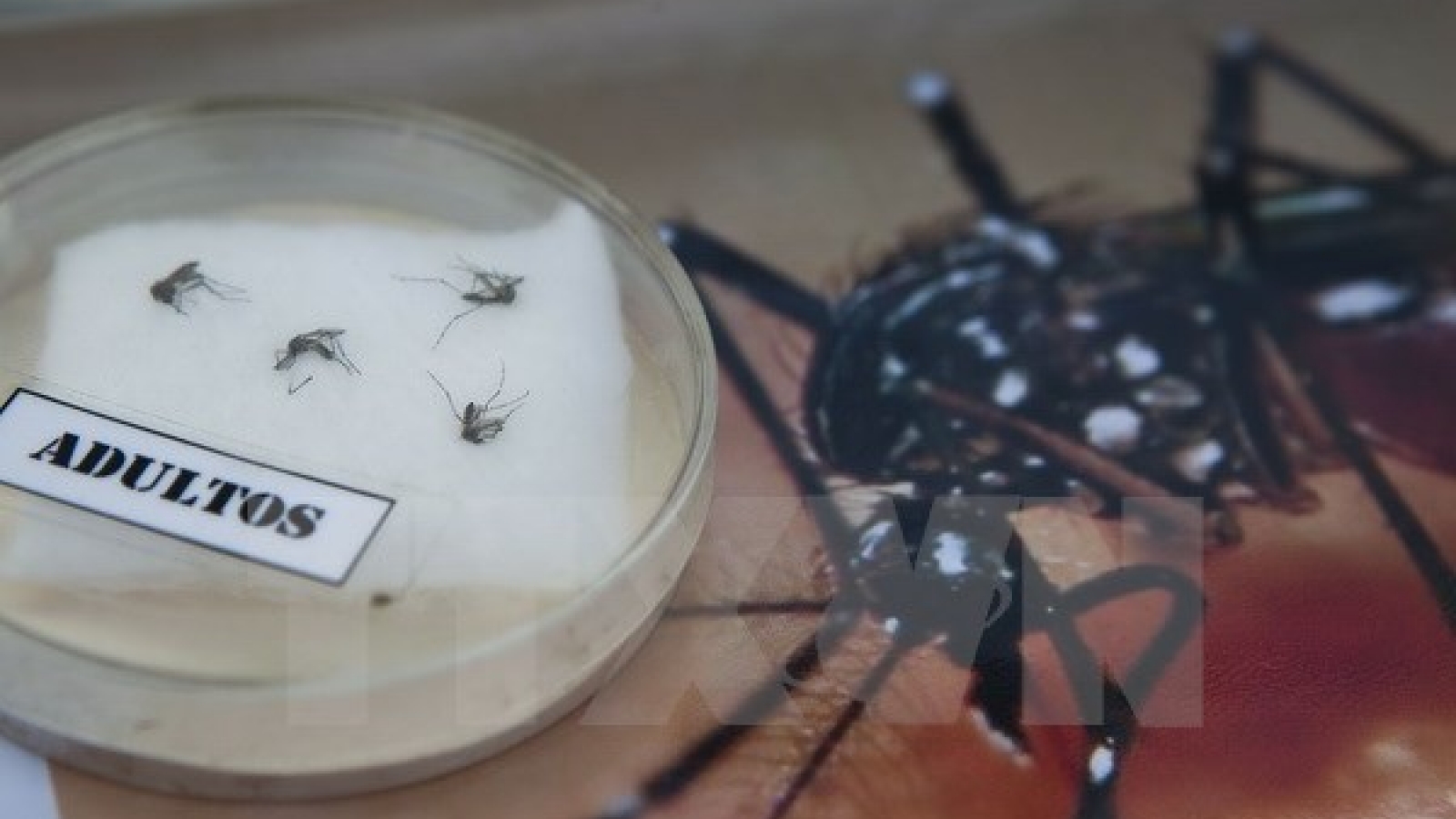 Ho Chi Minh City braces for Zika virus