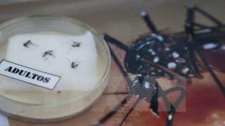 Ho Chi Minh City braces for Zika virus