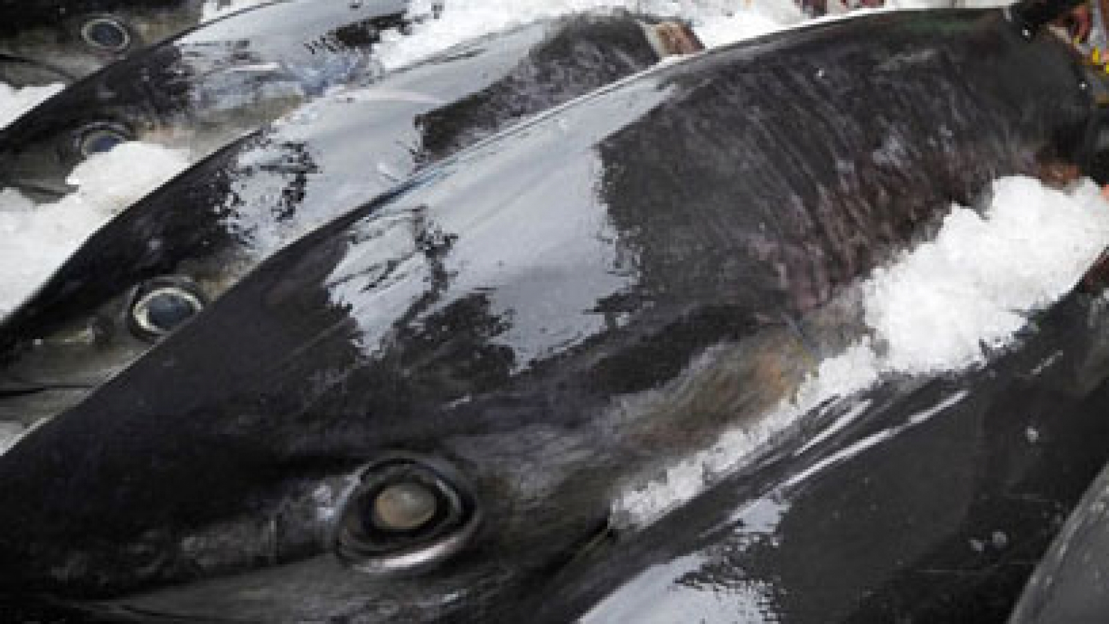 Tuna exports to EU rocket