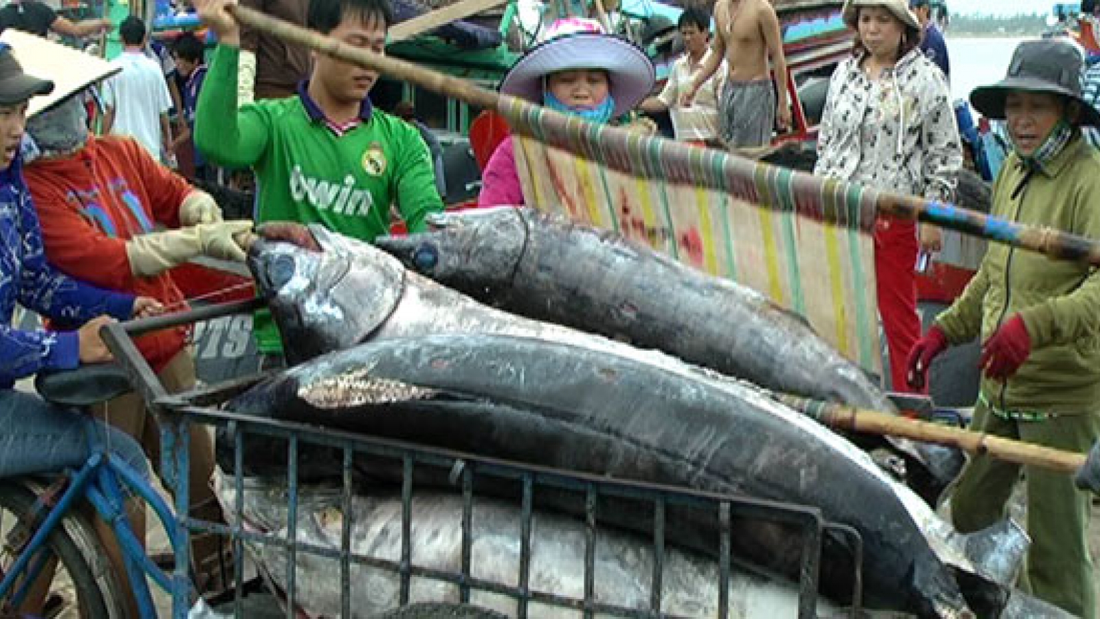 Export target tough task for tuna industry