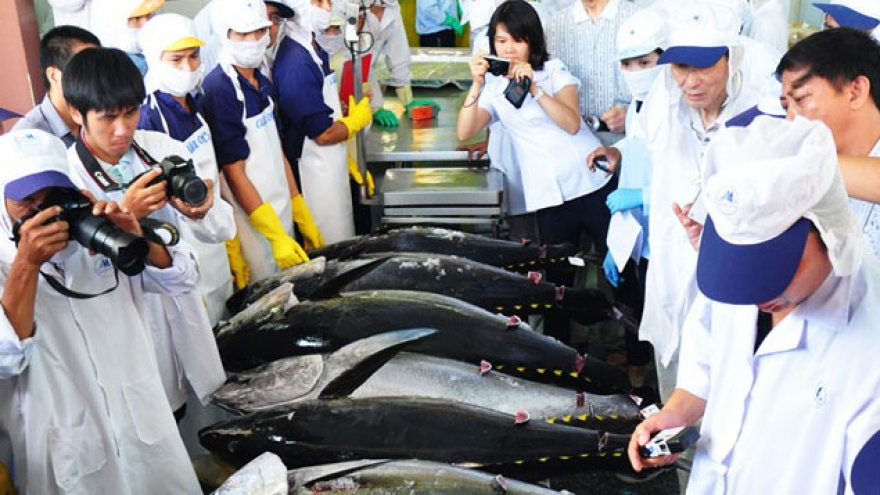 Tuna exports in Binh Dinh fetch better returns