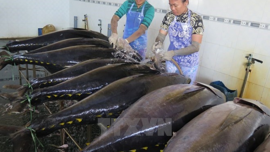 Binh Dinh’s tuna fishing benefits from Japanese technology