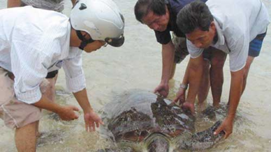 Sea turtles need protection from extinction