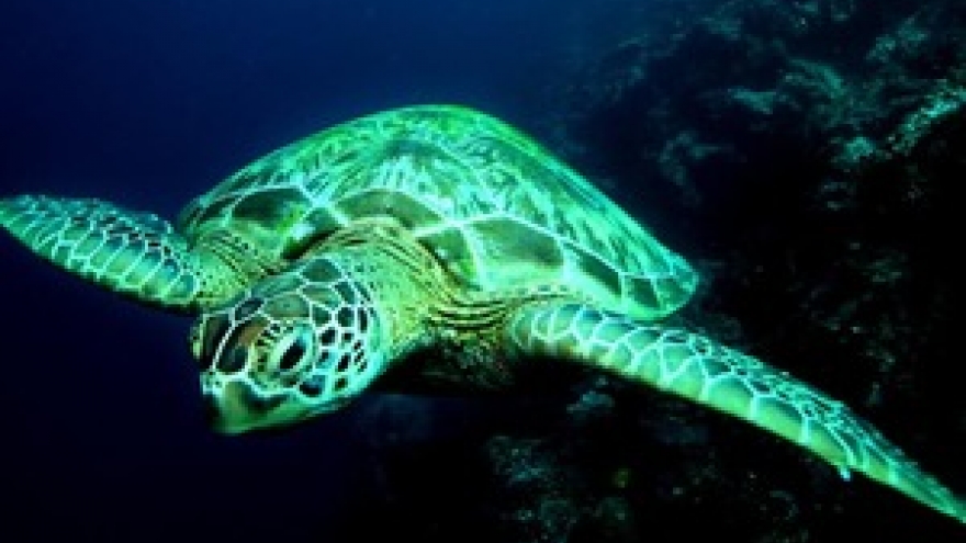 Rare green turtle released by fishermen in central Vietnam