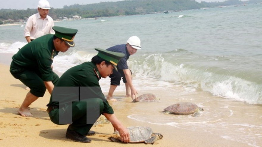 Tay Ninh seizes 66 turtles smuggled from Cambodia