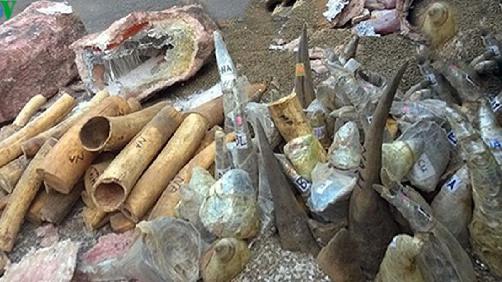 735kg of elephant tusks and rhino horns seized