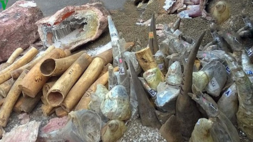 735kg of elephant tusks and rhino horns seized 