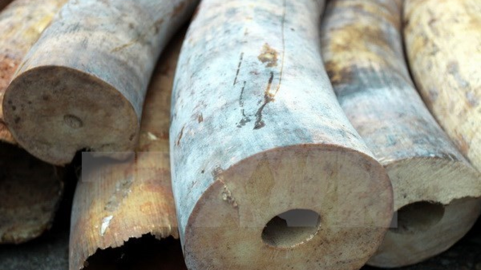 Customs at Tan Son Nhat airport seize products from elephant tusks