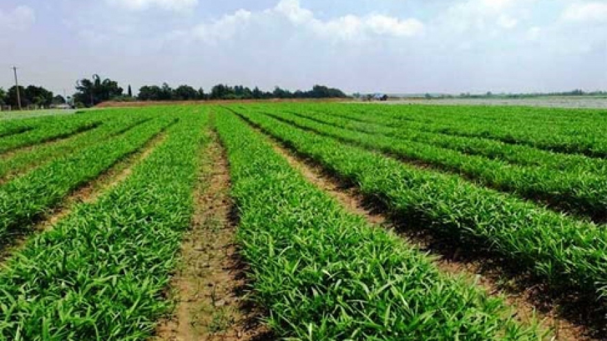 Vietnam tycoons betting on agriculture sector