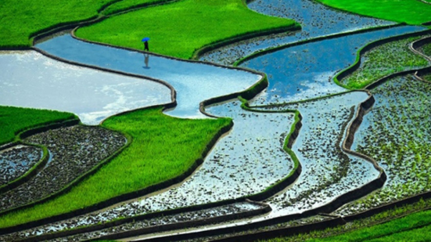 Vietnam’s rice terraces among world's most surreal landscapes