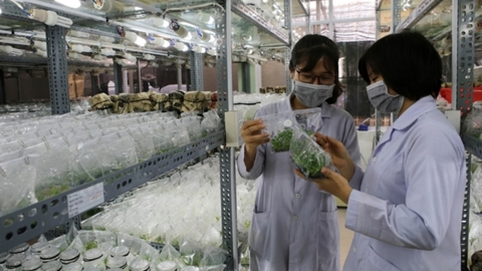 Viet Nam develops forestry industry, explores collaboration with US