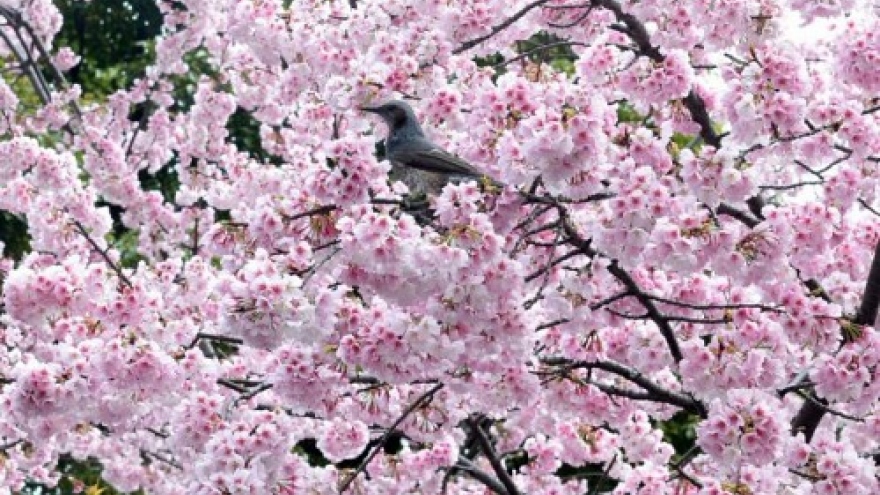 Japan to offer 200 cherry trees to Hanoi