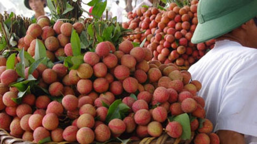 Businesses win litchi export contracts