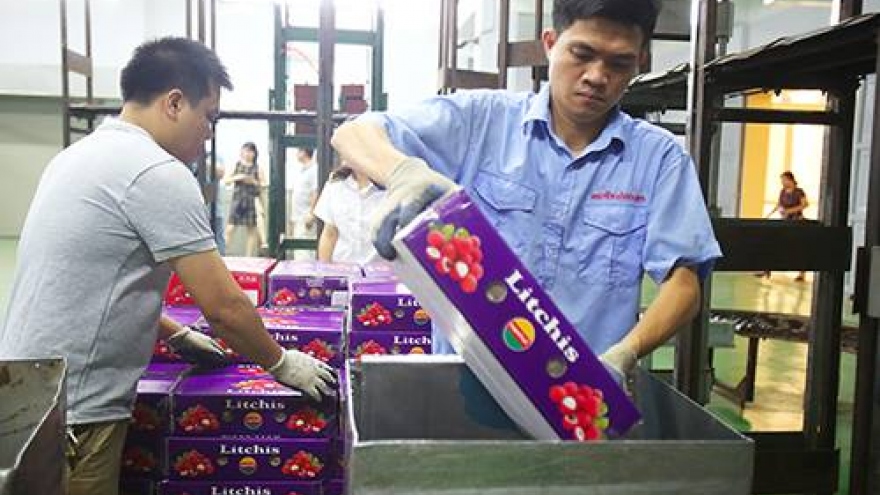 Vietnamese still struggle to export lychees to Australia