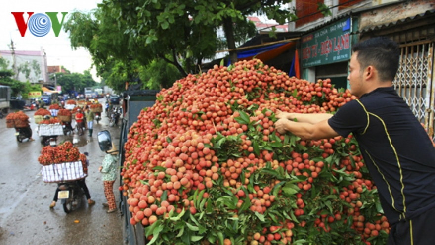 Lychee sales take off in the RoK