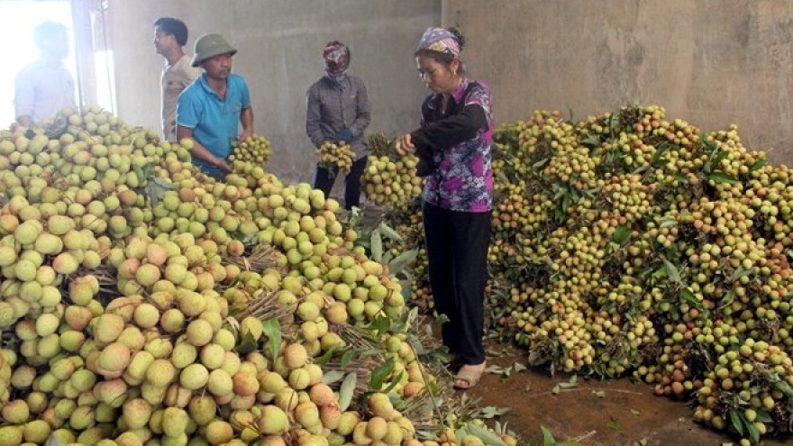 Bac Giang exports lychees to China