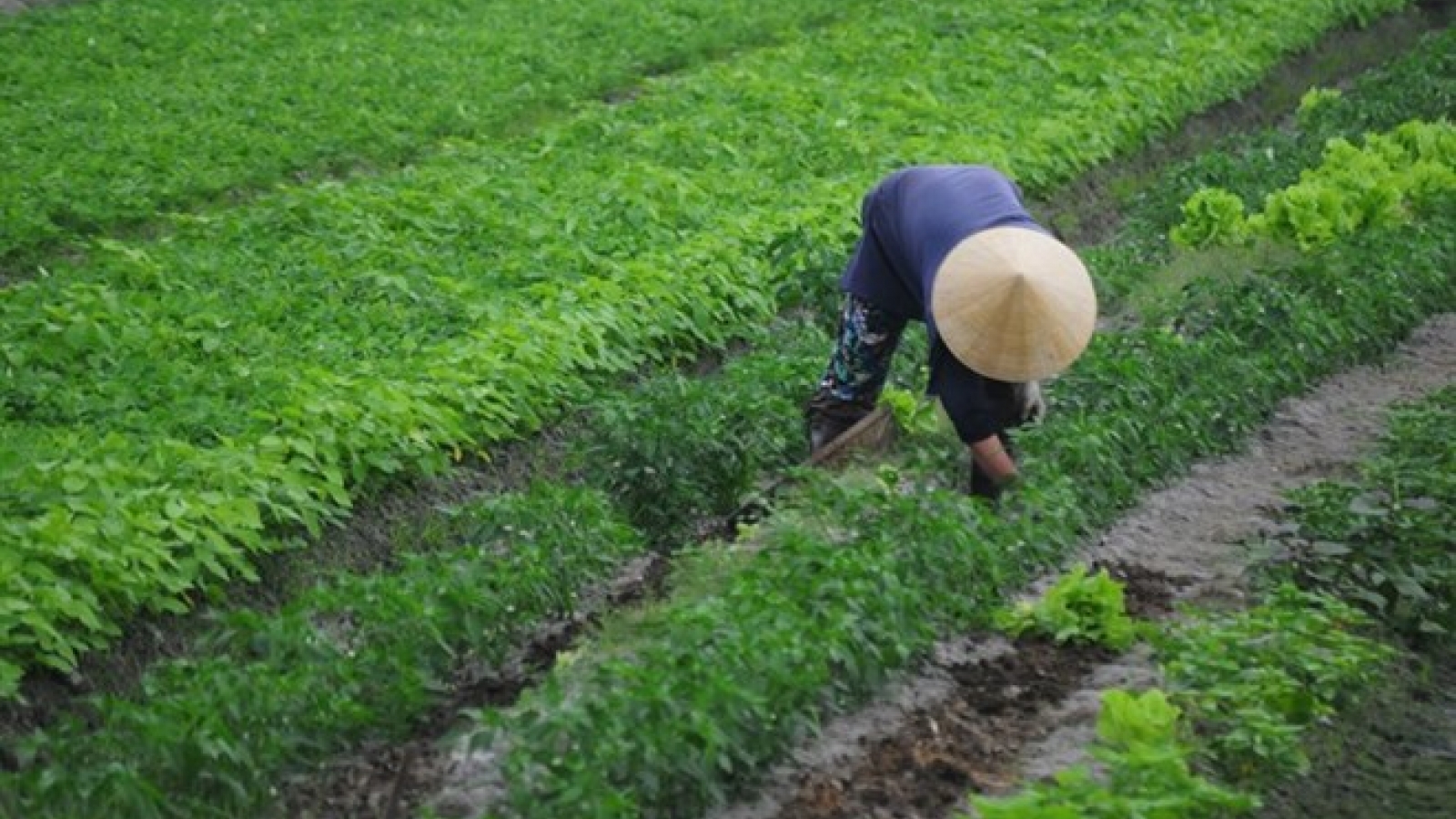 Sandy soil veggies lift farmers out of poverty