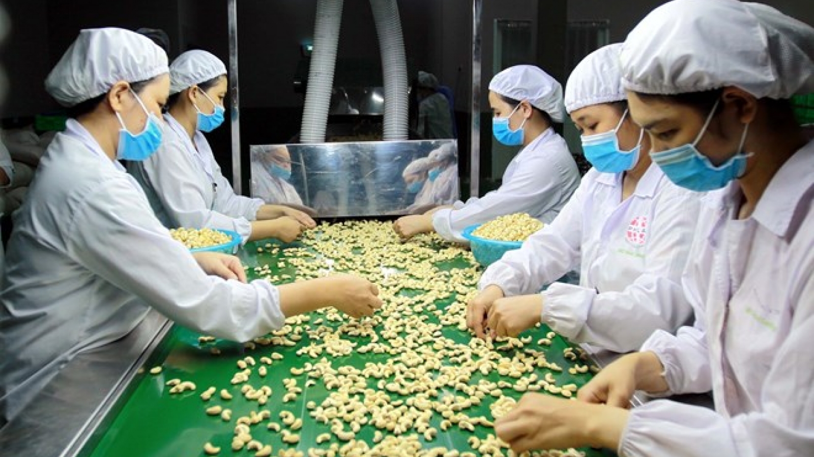 Cashew sector seeks ways to navigate through difficulties