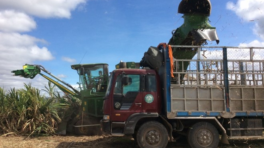 Vietnam to keep sugarcane area at 300,000ha by 2030