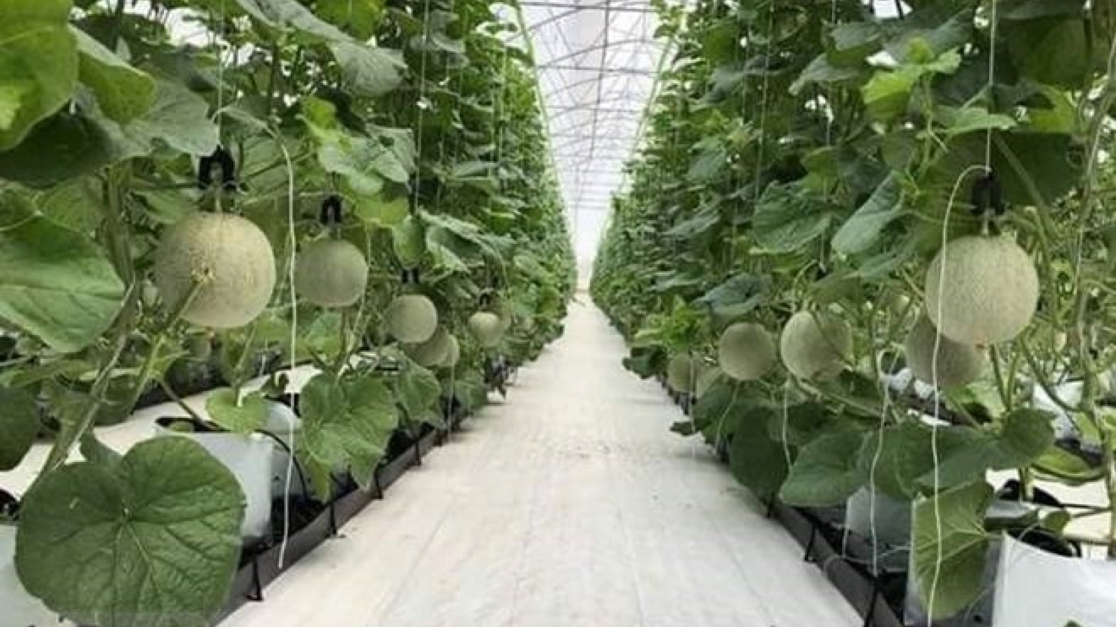 CPTPP brings opportunities, challenges to Vietnam’s agriculture