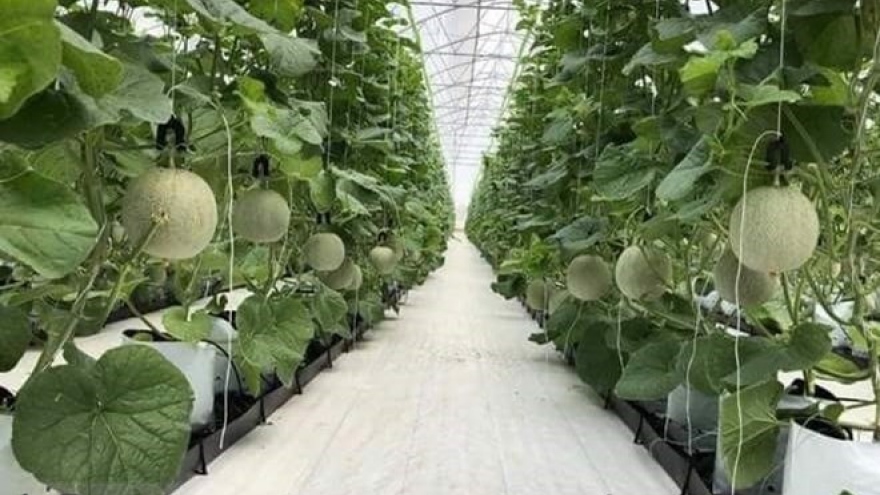 CPTPP brings opportunities, challenges to Vietnam’s agriculture
