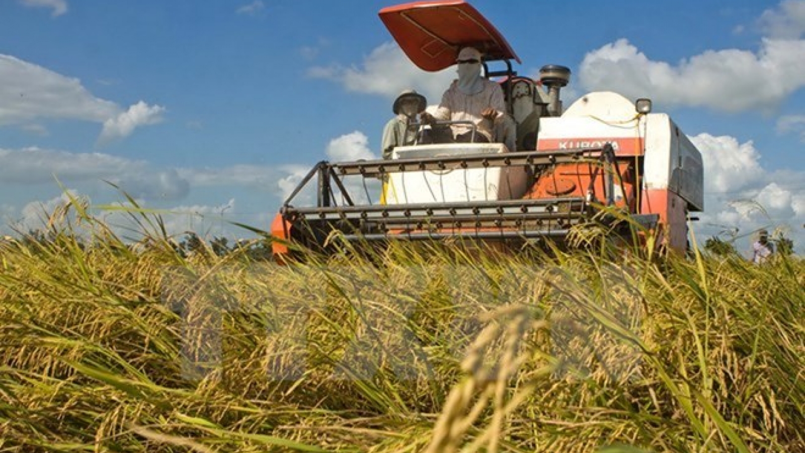 Vietnam-WEF cooperation in agriculture becomes fruitful: official