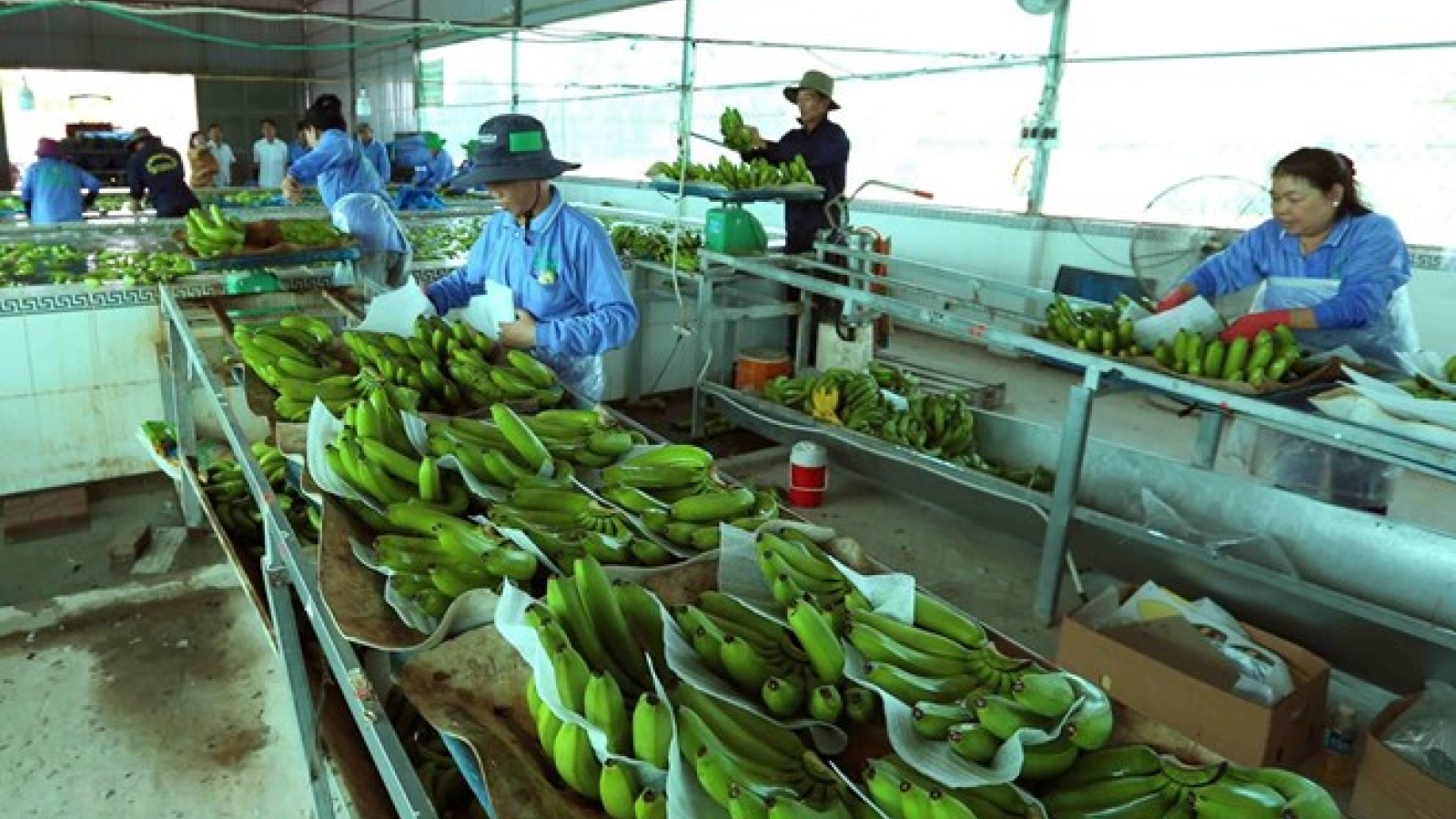 Vietnam’s agricultural products facing barriers to enter Chinese market