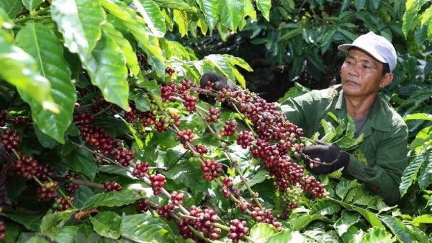 Building brand name for Vietnam’s coffee