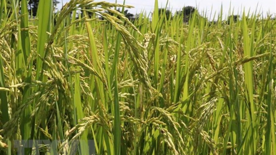 Both opportunities, challenges forecast for agricultural export