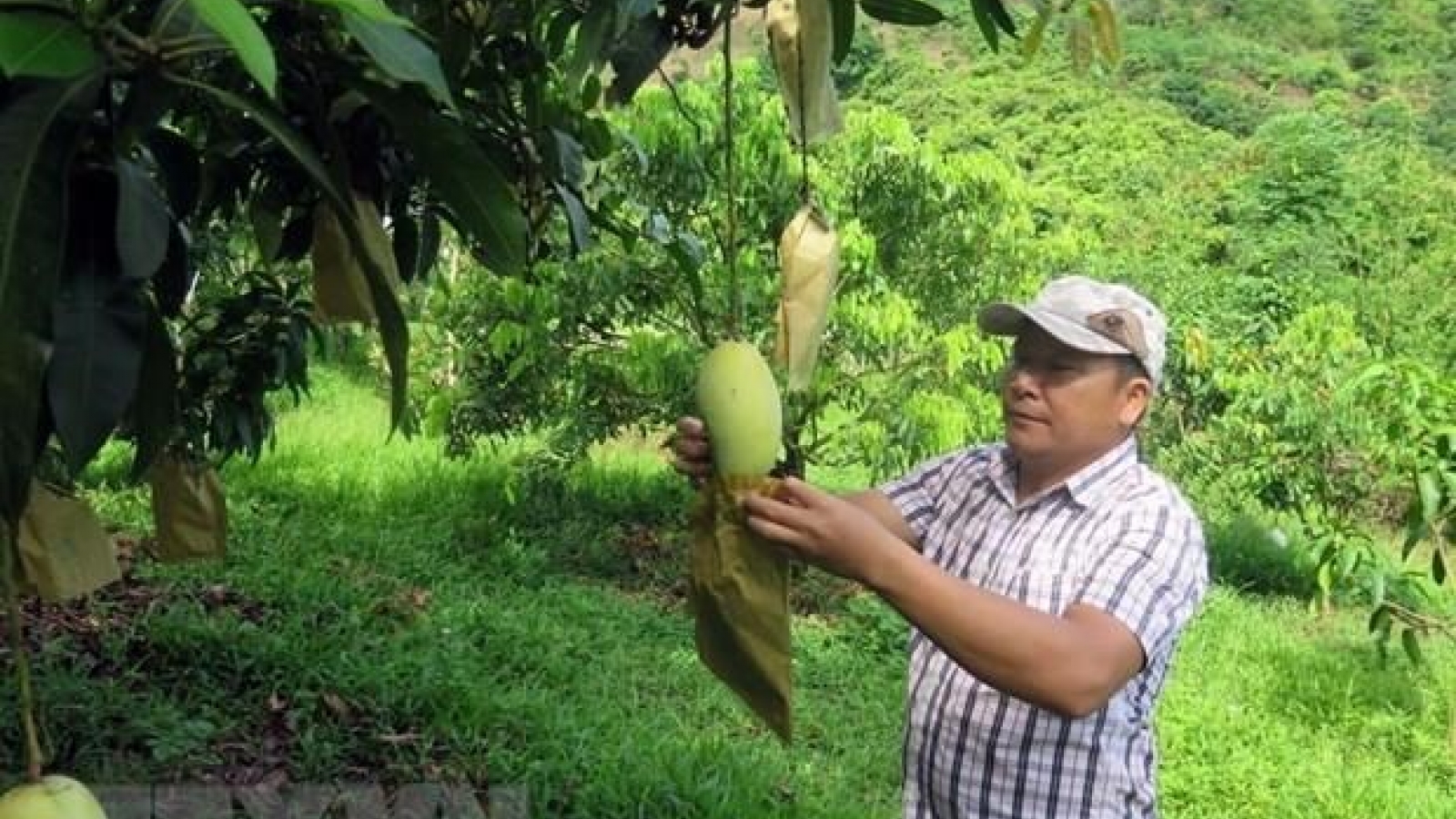 Vietnamese mangoes enter Chilean market