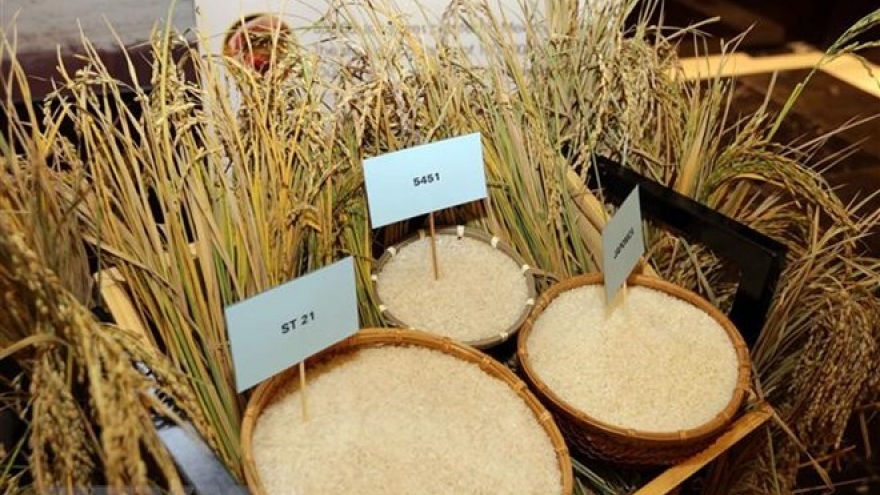 Vietnam’s rice exports hit 5.2 million tonnes in ten months