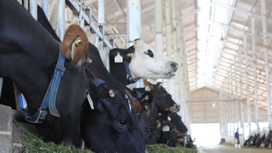 Local dairy industry will have to compete with foreign brands under CPTPP