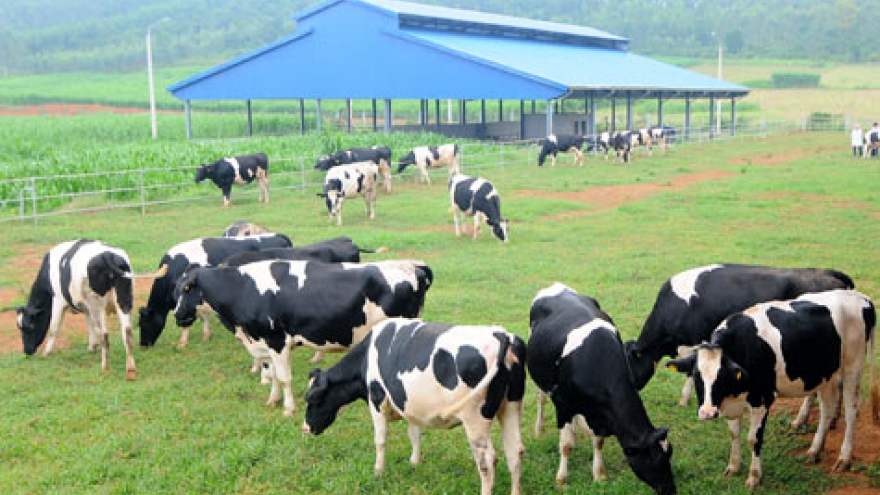
        Vinamilk seeks greener pastures in US
                              